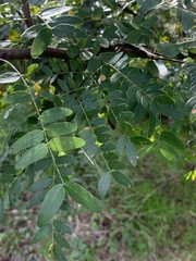 Gleditsia aquatica