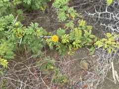 Vachellia macracantha
