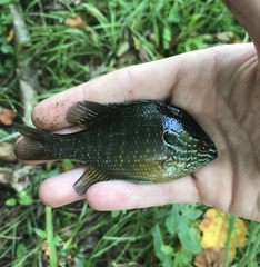 Lepomis marginatus