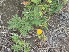 Vachellia macracantha