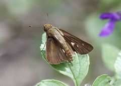 Panoquina ocola