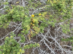 Vachellia macracantha