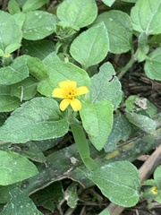 Calyptocarpus vialis