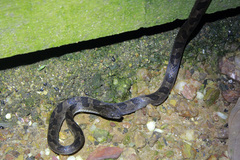 Leptodeira ashmeadii