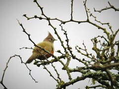 Rhinocrypta lanceolata
