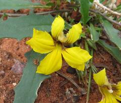 Goodenia glabra