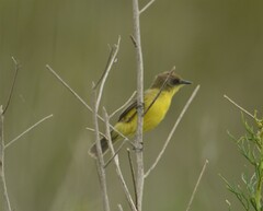 Pseudocolopteryx flaviventris