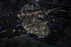 Bothrops atrox