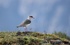 Vanellus resplendens