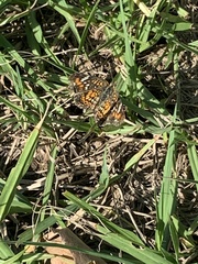 Phyciodes phaon