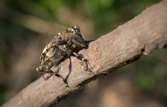 Aegomorphus jaspideus