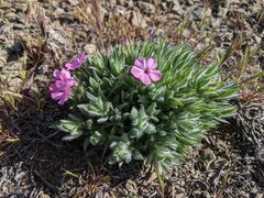 Phlox hirsuta