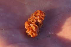 Petaloconchus varians