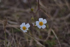 Bidens odorata