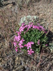 Phlox hirsuta