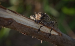 Aegomorphus jaspideus