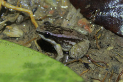 Mannophryne trinitatis