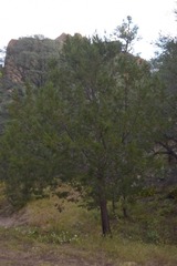 Pinus leiophylla