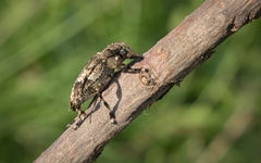 Aegomorphus jaspideus