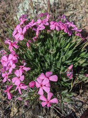 Phlox hirsuta