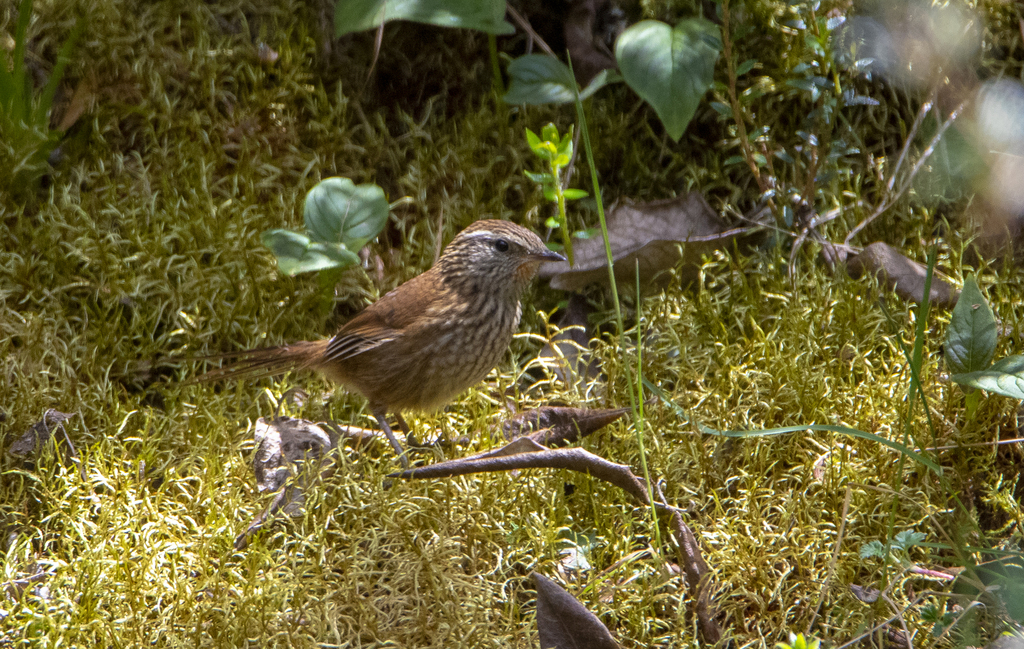 Line-fronted Canastero