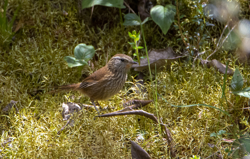 Line-fronted Canastero