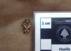 Aegomorphus jaspideus