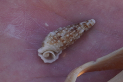 Cerithium atratum