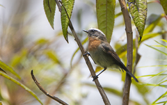 Ochthoeca rufipectoralis