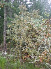 Quercus garryana