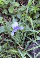 Viola hederacea