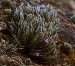 Tillandsia argentina