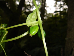 Schizopepon bryoniifolius