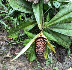 Costaceae