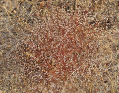 Eriogonum baileyi baileyi