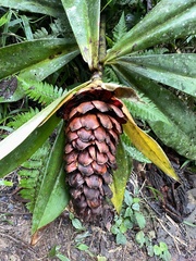 Costaceae