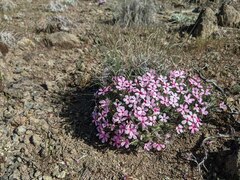Phlox hirsuta