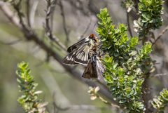 Metardaris cosinga