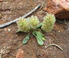 Ptilotus spathulatus