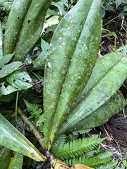 Costaceae