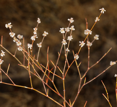 Eriogonum baileyi baileyi
