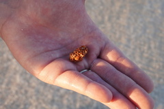 Petaloconchus varians