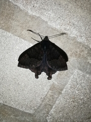 Coronidia evenus