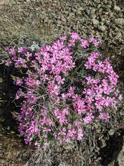 Phlox hirsuta