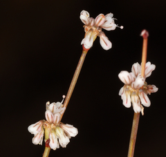 Eriogonum baileyi baileyi