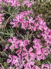 Phlox hirsuta