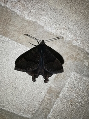Coronidia evenus