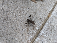 Leptoglossus zonatus