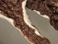 Hypogymnia imshaugii