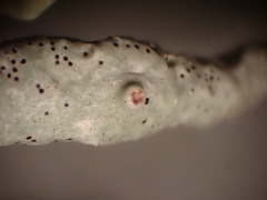 Hypogymnia imshaugii